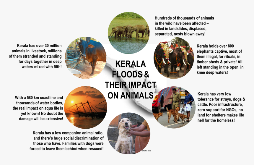 A Complexity Called Kerala In The Aftermath Of The - Impact Of Kerala Flood On Animals, HD Png Download, Free Download