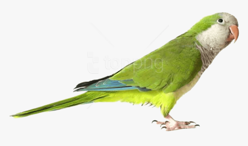 Download Green Parrot Png Images Background - Quaker Parrot Png, Transparent Png, Free Download