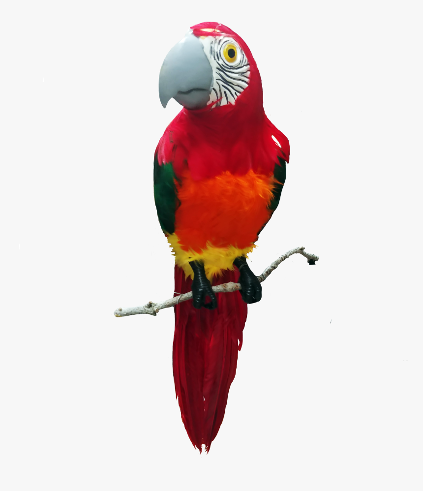 Macaw, HD Png Download, Free Download