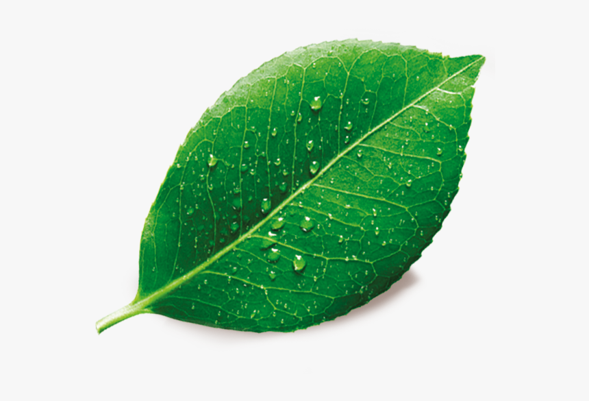 The Leaves In The Dew, Png V - Single Green Leaf Png, Transparent Png, Free Download