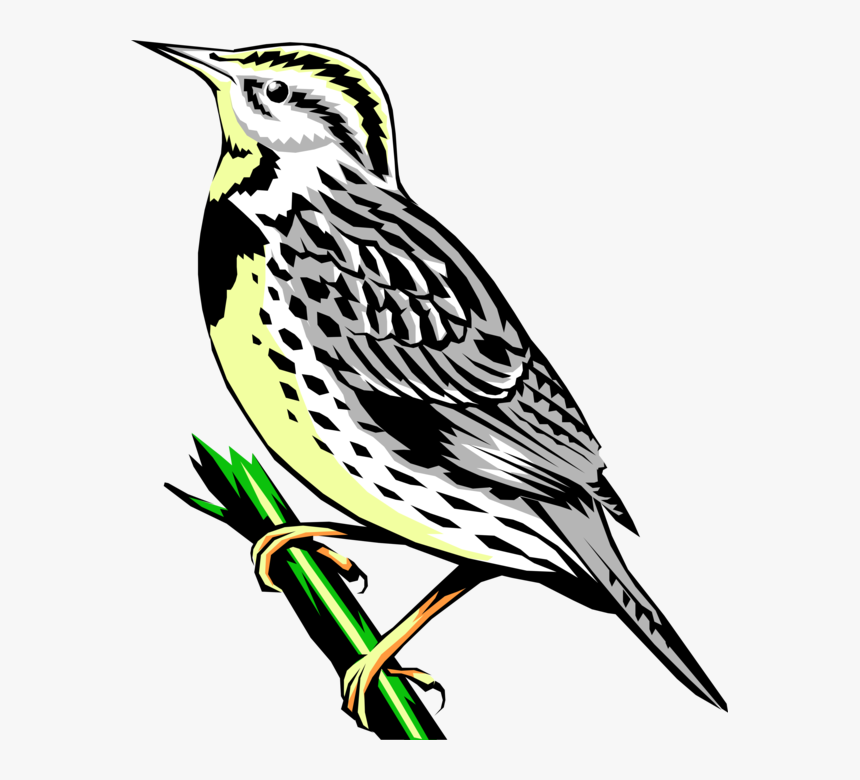 Vector Illustration Of Western Meadowlark Icterid Bird - Western Meadowlark Clipart, HD Png Download, Free Download