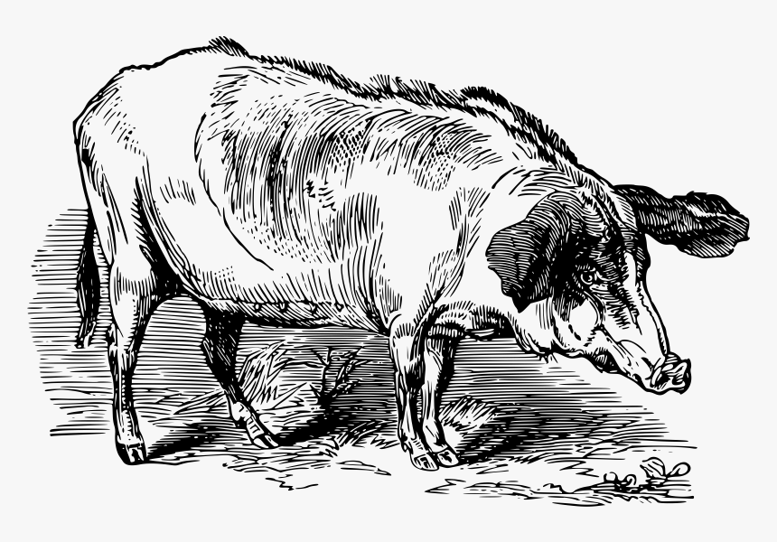 Western Beech Nut Hog Clip Arts - Pig, HD Png Download, Free Download