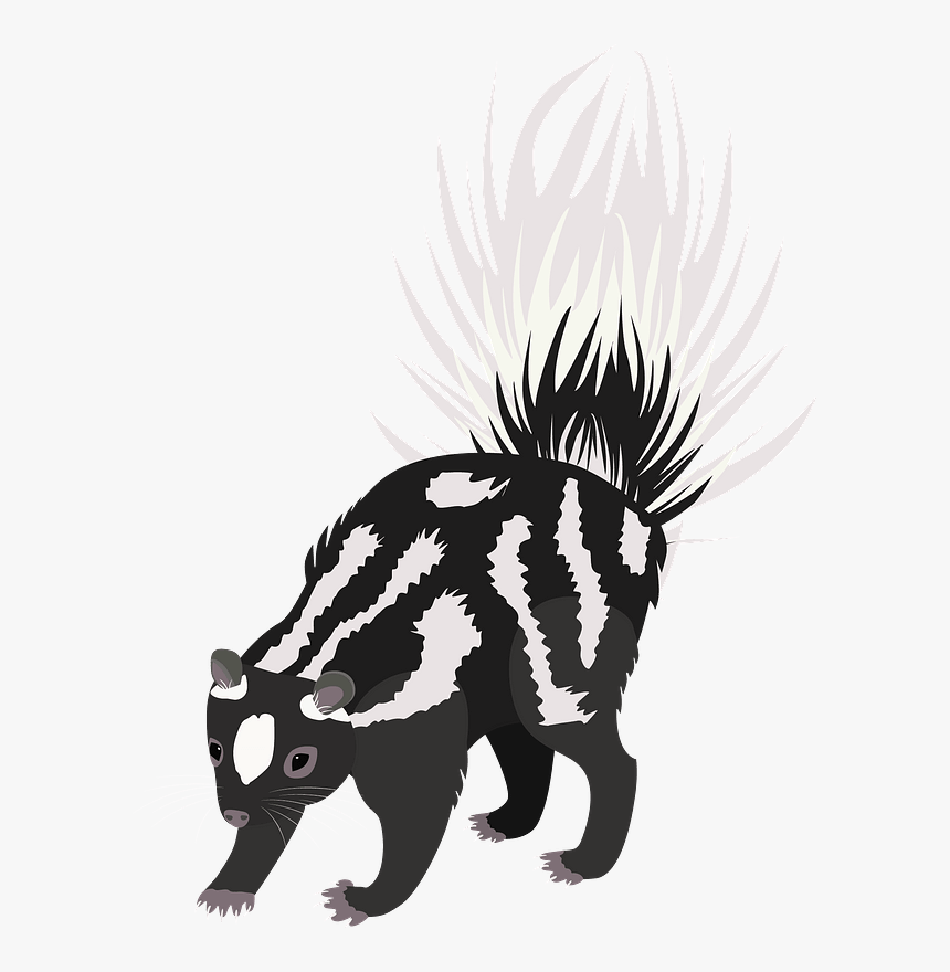 Western Spotted Skunk Clipart - Illustration, HD Png Download, Free Download