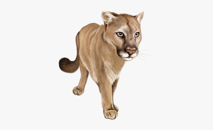 Cougar, HD Png Download, Free Download