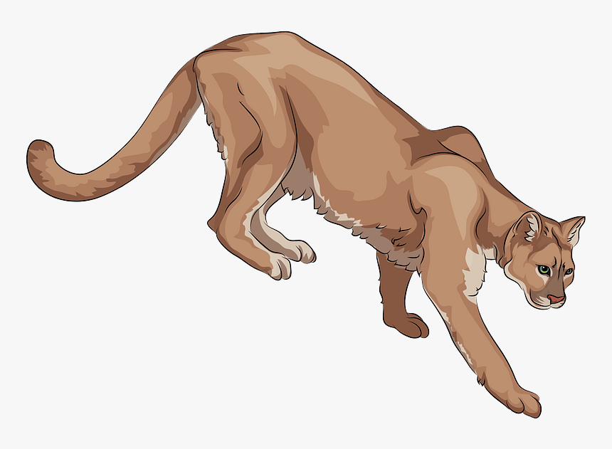 Cougar Clipart, HD Png Download, Free Download