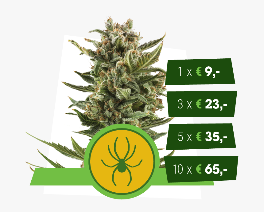White Widow Automatic Royal Queen Seeds - Seedsman Auto White Widow, HD Png Download, Free Download