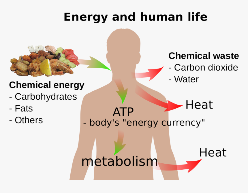 Energy Metabolism, HD Png Download, Free Download