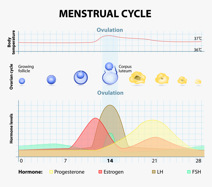 Можно забеременеть за 10 дней. Менструальный цикл. Рисунок менструационного цикла. Фазы менструального цикла после овуляции. Цикл месячных овуляция.