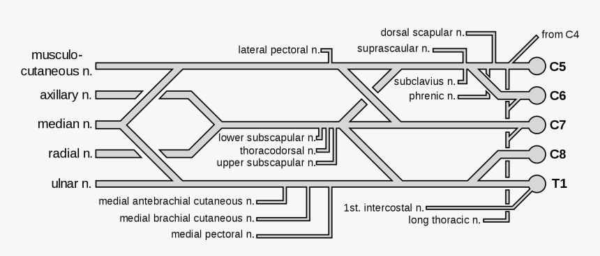 Color Coded Brachial Plexus , Png Download - Color Coded Brachial Plexus Drawing, Transparent Png, Free Download