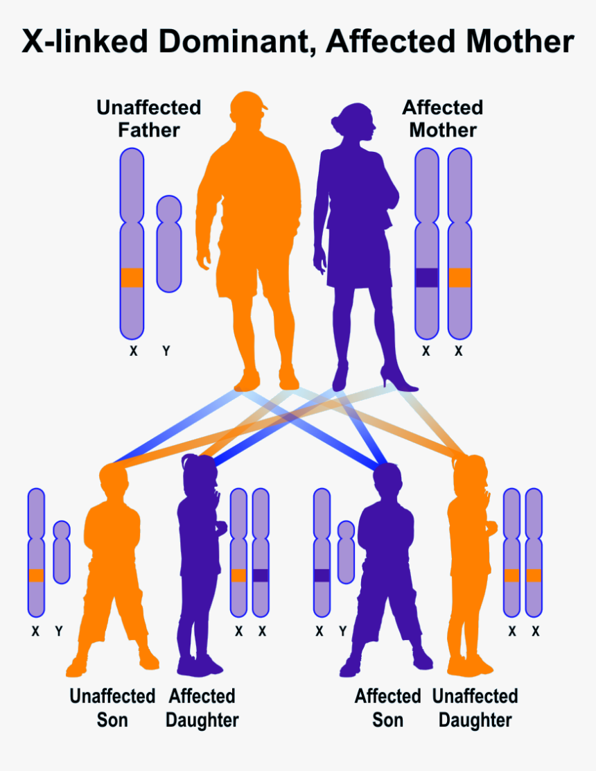 X-linked Dominant, Mother Affected - X Linked Disorder, HD Png Download, Free Download