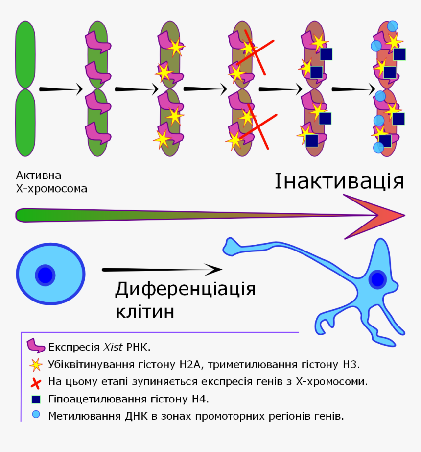 X Chromosome Inactivation V3 - Parallel, HD Png Download, Free Download