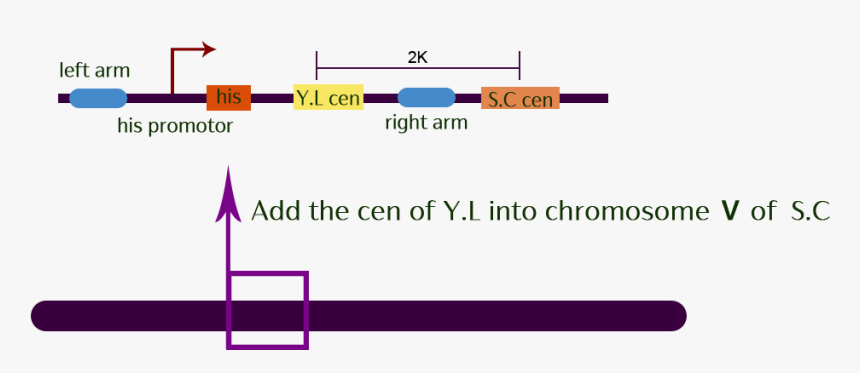 Diagram, HD Png Download, Free Download