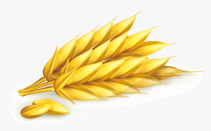 Transparent Wheat Transparent Png - Колосья Вектор, Png Download, Free Download