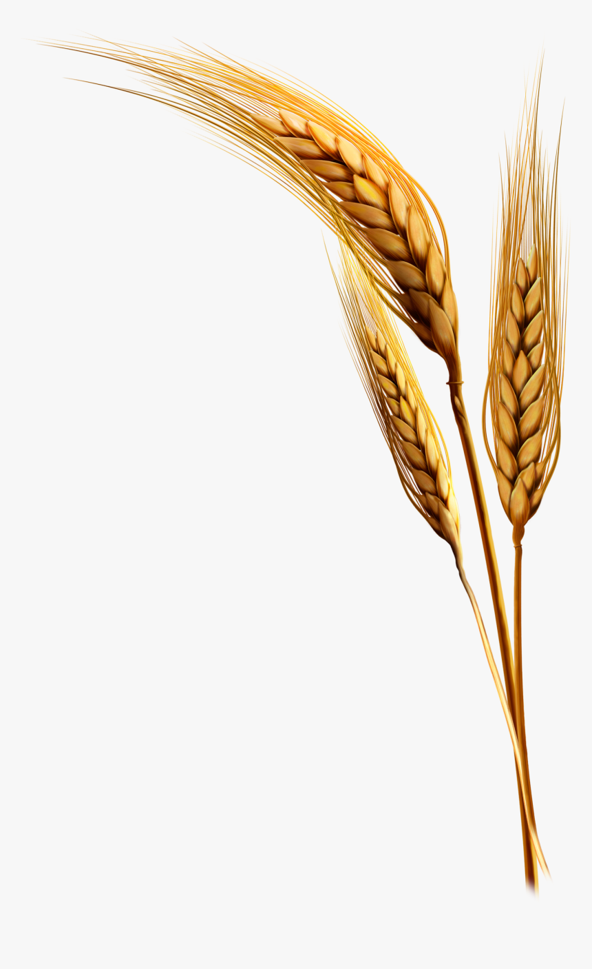 Emmer Rice Clip Art Transprent Png Free - Wheat Plants Transparent Background, Png Download, Free Download