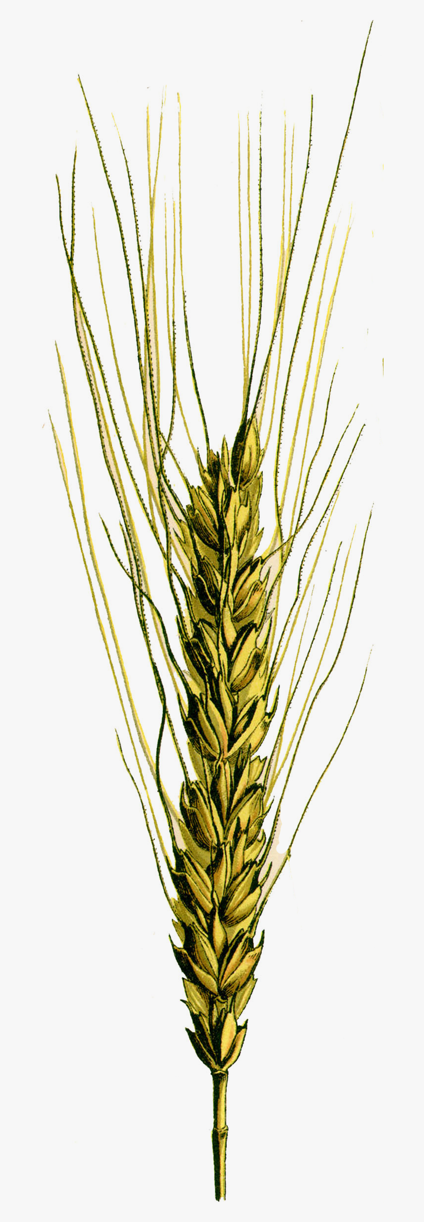 Triticum Vulgare Vill - Khorasan Wheat, HD Png Download, Free Download