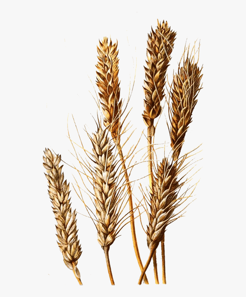 Khorasan Wheat, HD Png Download, Free Download