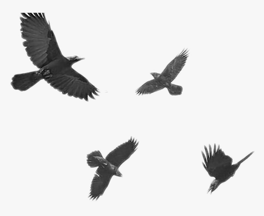 Black Raven , Png Download - كنت أحارب لكي لا أصل إلى ما أنا عليه الآن, Transparent Png, Free Download