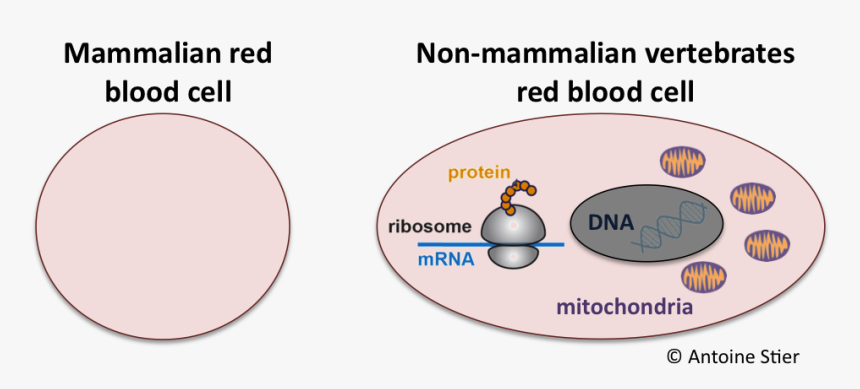 Transparent Red Blood Cells Png - Mammalian Red Blood Cells Diagram, Png Download, Free Download