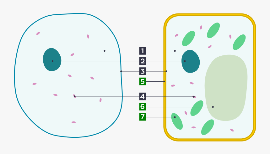 Basic Animal And Plant Cells Clipart , Png Download - Animal Cell No Labels, Transparent Png, Free Download