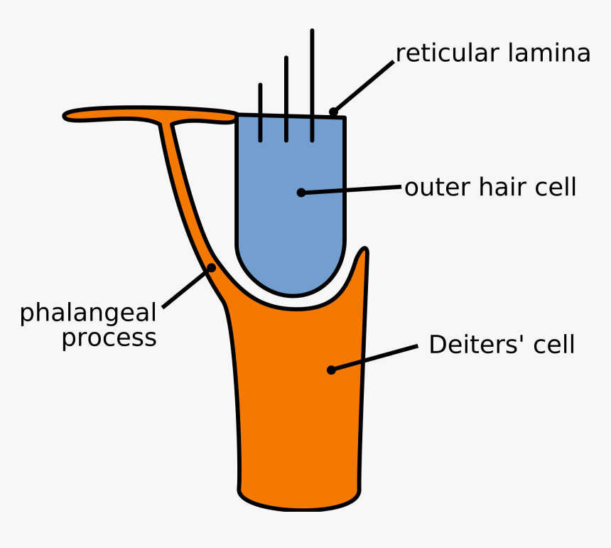 Outer Hair Cells Clipart , Png Download - Supporting Cells Of Deiters ...