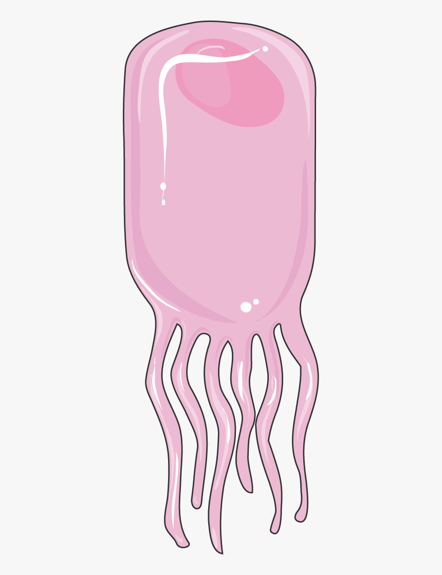 Cellule Ependymaire - Illustration, HD Png Download, Free Download