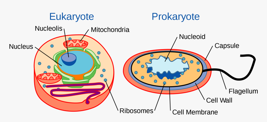Eukaryotes And Prokaryotes - Prokaryotes And Eukaryotes, HD Png ...