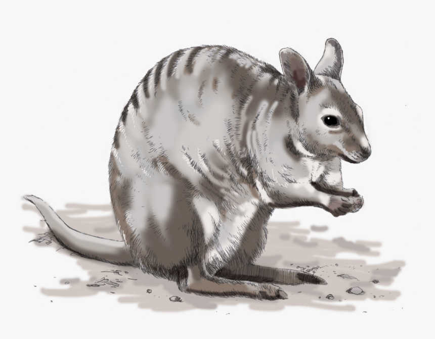 Illustrations For Any Media - Kangaroo, HD Png Download, Free Download