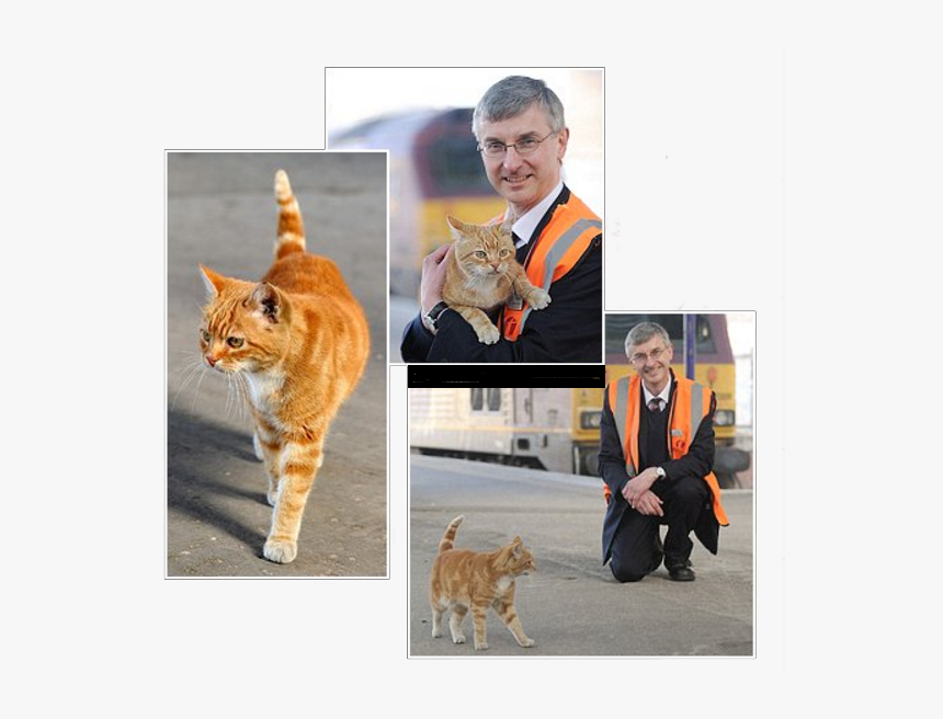 Ginger Cat High Vis In Three Different Pictures - Station Cats Uk, HD Png Download, Free Download