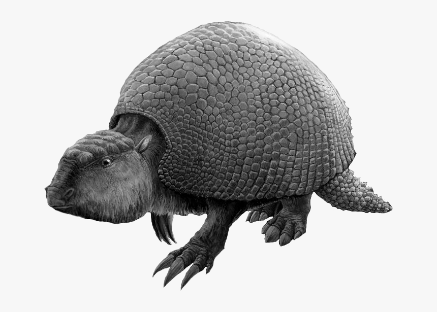 Glyptodon Noir Et Blanc-edit - Glyptodon Png, Transparent Png, Free Download