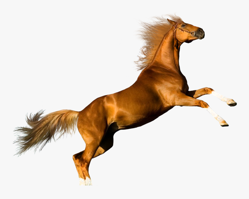 Gato Y Caballo - Jumping Horse Transparent Background, HD Png Download, Free Download