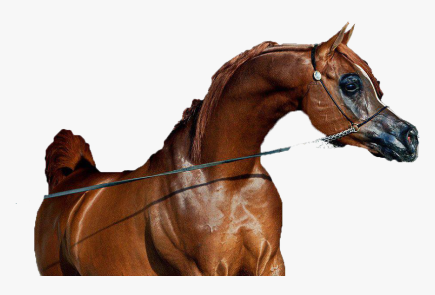 Caballo Png , Png Download - Sorrel, Transparent Png, Free Download