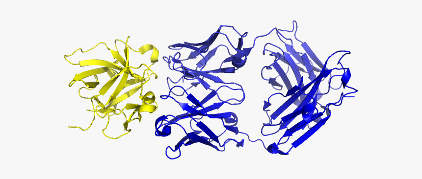 Canakinumab Bound To Il-1β - Graphic Design, HD Png Download, Free Download