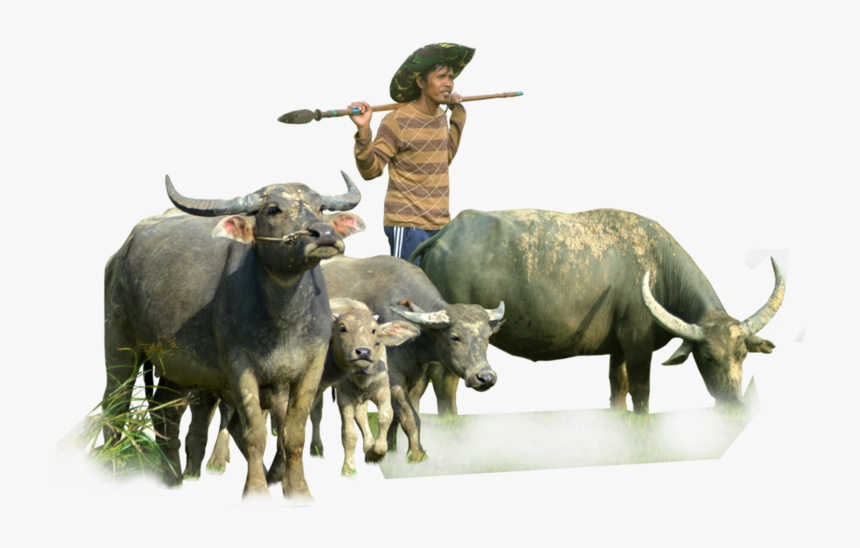 Buffalo By Cucu - Buffalo Stock Png, Transparent Png, Free Download