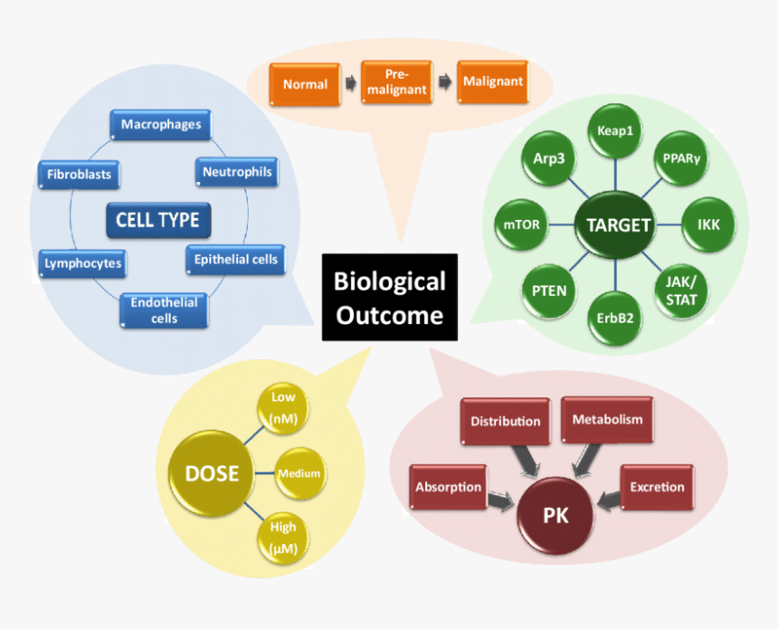 Diagram, HD Png Download, Free Download