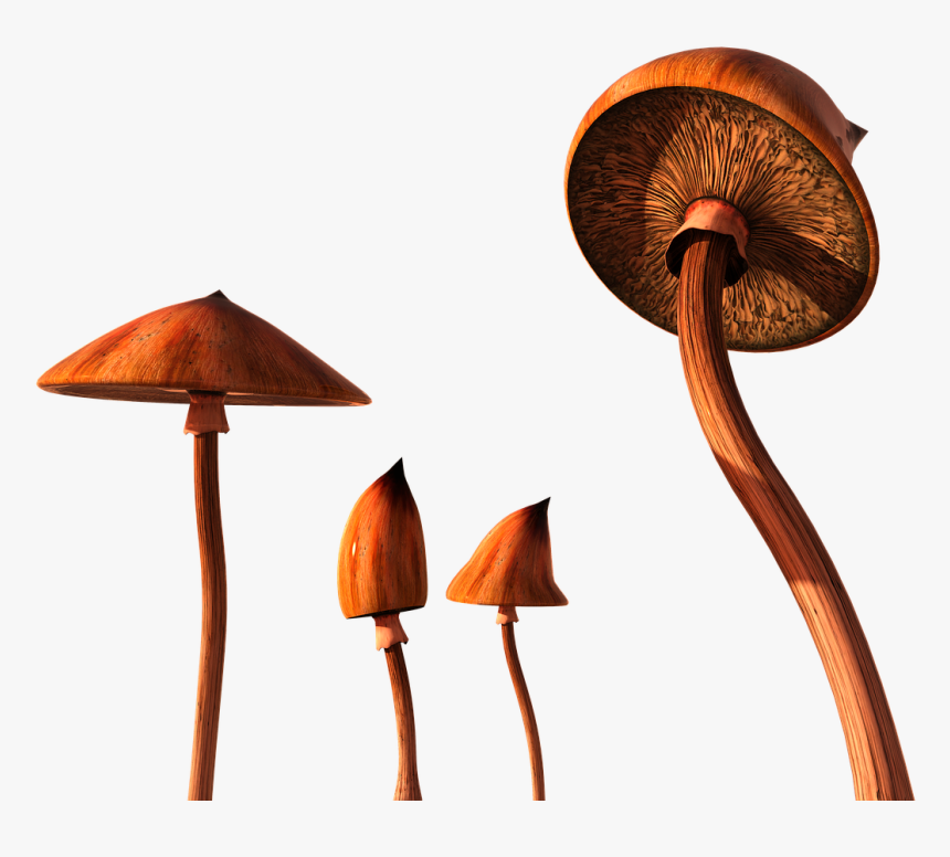 Still Life Photography, HD Png Download, Free Download