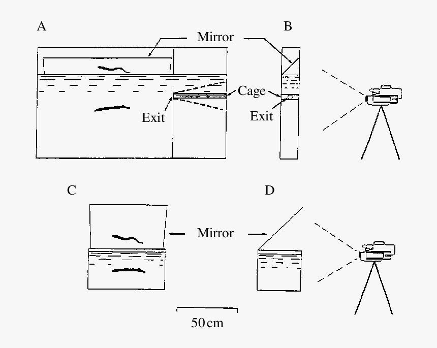 Diagram, HD Png Download, Free Download