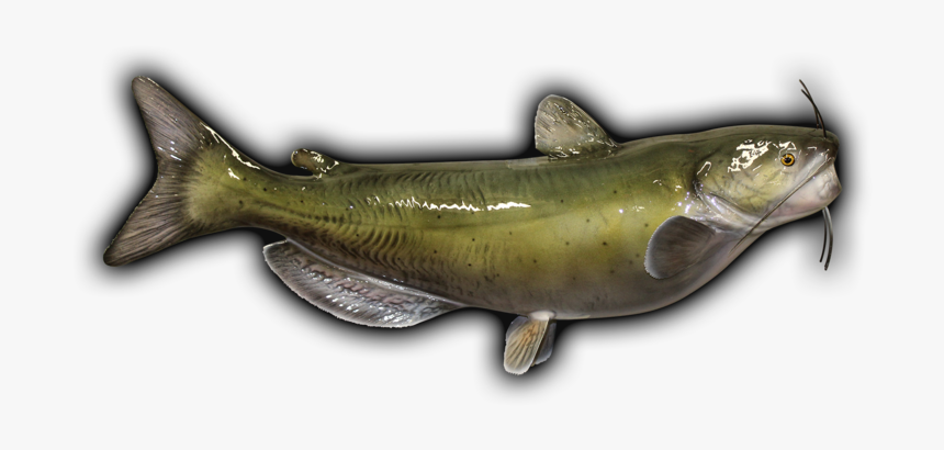 Salmon Mount Png - Oily Fish, Transparent Png, Free Download