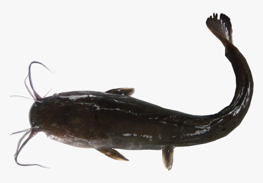 Yellow Belly Bullhead, HD Png Download, Free Download