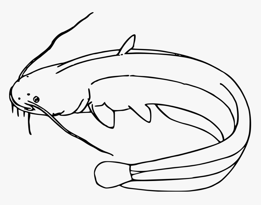 Collection Of Free Catfish Drawing Head Download On - Easy Wels Catfish Drawing, HD Png Download, Free Download