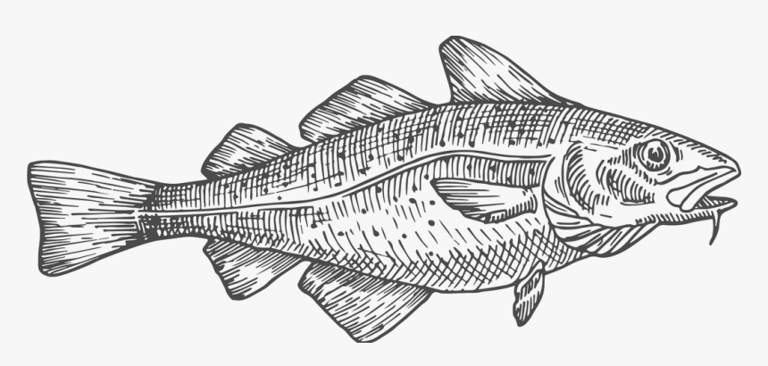 Catfish Png, Transparent Png, Free Download