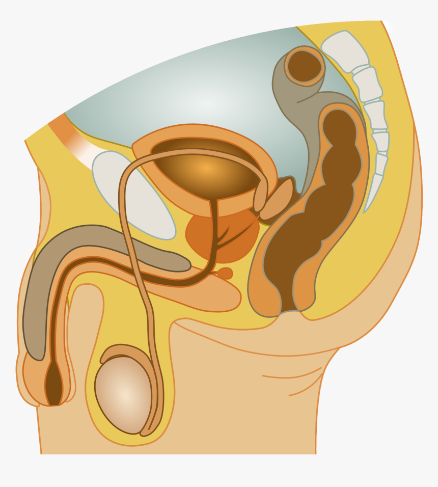 Male Reproductive System - Meaning Of Sperm Duct, HD Png Download, Free Download