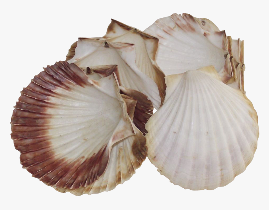 Natural Sea Scallop Shells For Baking Large Set Of - Cockle, HD Png Download, Free Download