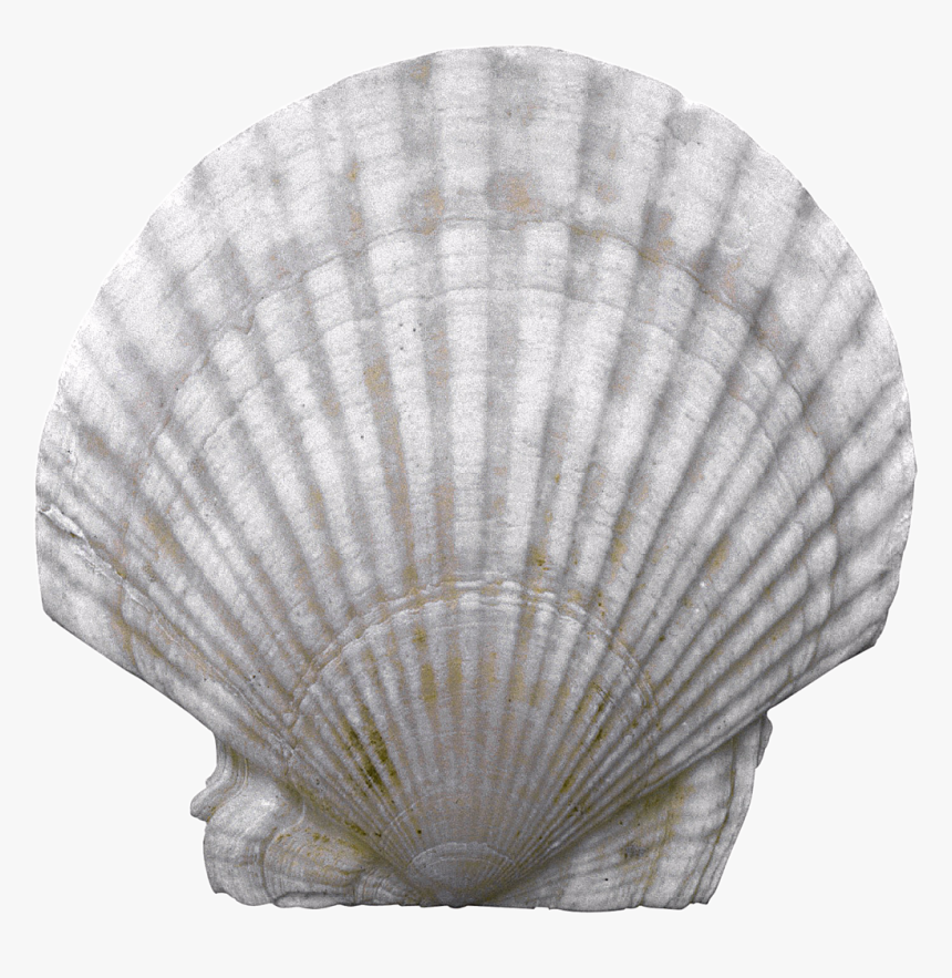  sea Shell Biller Png - ตะกร้า แชร์ บอล ราคา, Transparent Png, Free Download