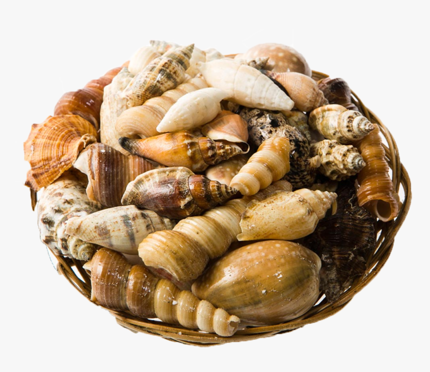 Transparent Shells Png - Clam, Png Download, Free Download