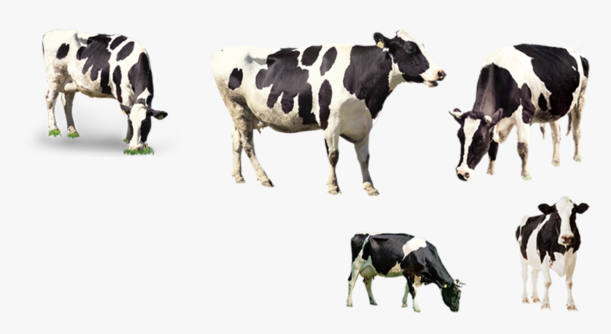 Dairy Cow, HD Png Download, Free Download