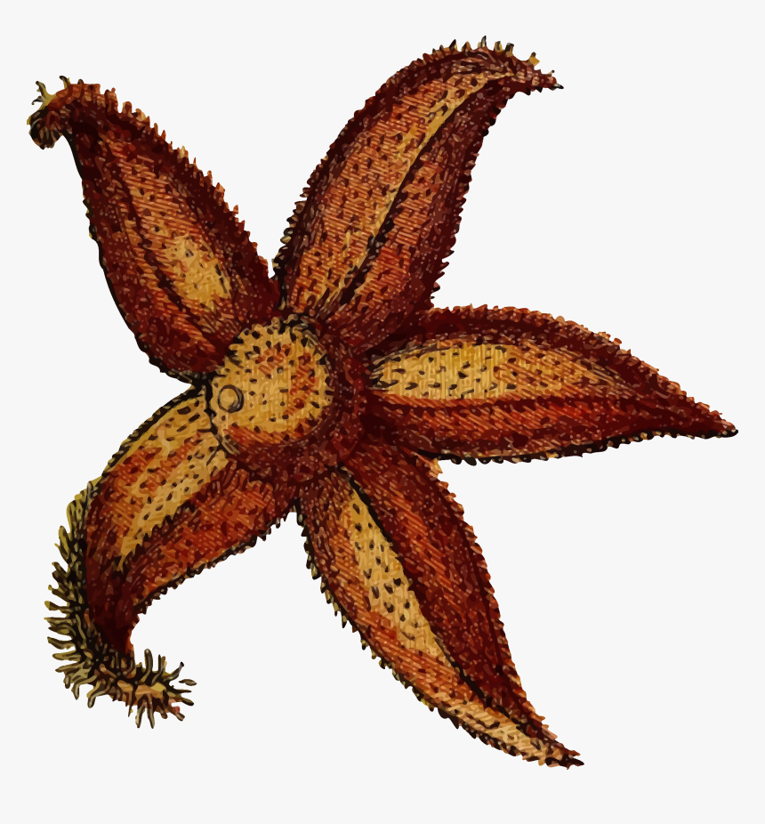 Star Fish 2 Clip Arts - Echinodermata Png, Transparent Png, Free Download