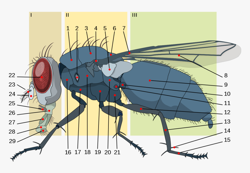 House Fly Anatomy, HD Png Download, Free Download