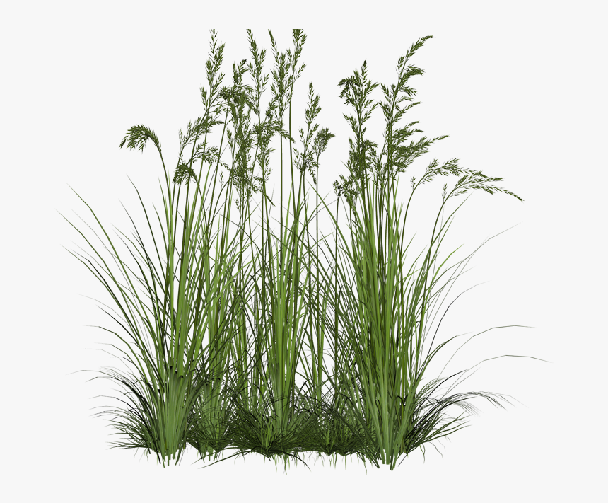 Transparent Background Grasses Png, Png Download, Free Download