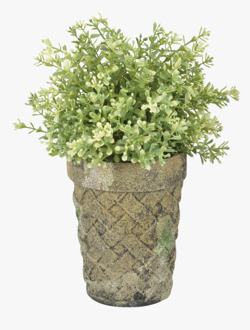 Ac Long Toms Moss - Flowerpot, HD Png Download, Free Download