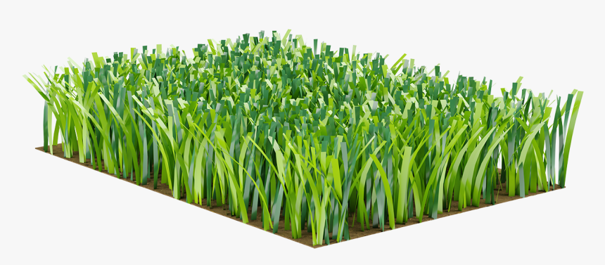 Sweet Grass, HD Png Download, Free Download